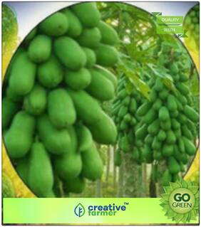 Fruit Seed - Papaya - Dwarf Variety Soft