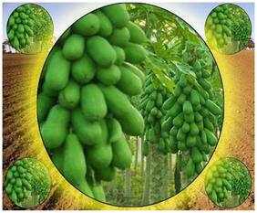 Fruit Seed - Papaya - Dwarf Variety Soft Mixed Fruit Plant Seeds For House Bonsai Suitable Fruit Seeds Garden Pack By Creative Farmer