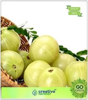 Fruit Seeds : Indian Gooseberry Seeds Premium Kitchen Garden Plant Seeds