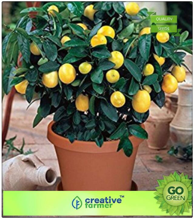 Fruit Seeds : Juicy Lemon Fruit Seeds Organic Premium Kitchen Garden Plant Seeds