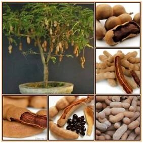 Fruit Seeds Fresh Thai Tamarind Fruit Seeds Sweet Indian Date Makam Fruit Seeds Non Hybrid Fruit Seeds Kitchen Garden Pack By Creative Farmer