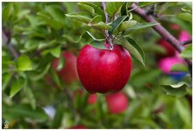 Fruit Seeds : Apple Tree Seeds Sweet Delicious Fruits Plant For Garden Fruit Seeds Pack By Creative Farmer