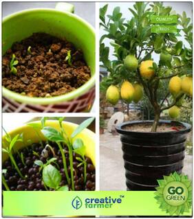 Fruit Seeds Gandharaj Lemon Plant Seeds Fruit Seeds Dwarf Premium Kitchen Garden Plant Seeds