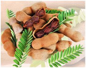 Fruit Seeds Sweet Thai Tamarind Fruit Seeds 10 Seeds Seeds For Terrace Garden Fruit Seeds Kitchen Garden Pack By Creative Farmer