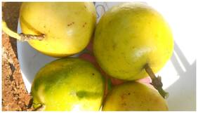 Fruit Seeds Hybrid : Passion Fruit - Yellow Climber Fruit Seeds For Home Garden Fruit Seeds Kitchen Garden Pack By Creative Farmer