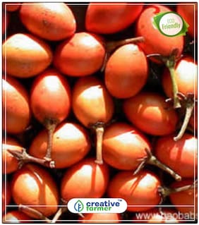 Fruit Seeds Bullet Wood Mimusops Elengi Seeds For Kitchen Perfect Home Garden Plant Seeds