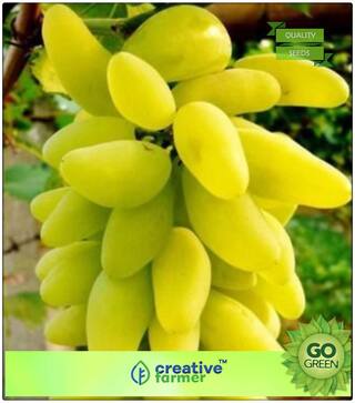Fruit Seeds Golden Green Sweet Grape Professional Organic Seed Fruit Plant Seeds For House Kitchen Garden Premium Kitchen Garden Plant Seeds