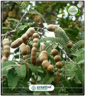 Fruit Seeds Sweet And Citrus Tamarind Tree Seeds Seeds For Terrace Garden Bonsai Plant Seeds Fruit Bonsai Seeds Perfect Home Garden Plant Seeds