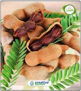 Fruit Seeds Sweet And Citrus Tamarind Tree Seeds Seeds For Terrace Garden Fruit Seeds Perfect Home Garden Plant Seeds