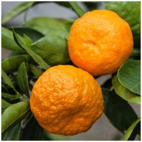 Fruit Seeds Fruit Mandarin Citrus Orange Tree Seeds Plants For Home Garden Fruit Seeds For Roof Garden Fruit Seeds Garden Pack By Creative Farmer