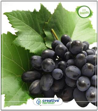 Fruit Seeds Green Skinned Best Fruit Seeds Kitchen Garden Perfect Home Garden Plant Seeds