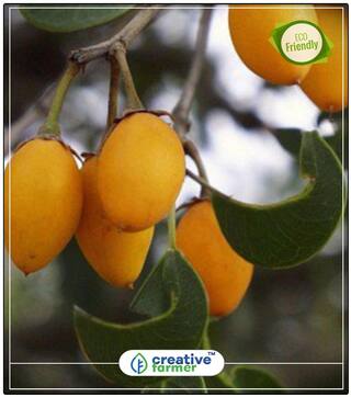 Fruit Seeds Spanish Cherry Lovely Green Small Tree Tree Seeds For Home Perfect Home Garden Plant Seeds