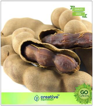Fruit Seeds Tamarind Fruit Seeds Fruit Seeds For Home Garden Fruit Seeds Premium Kitchen Garden Plant Seeds