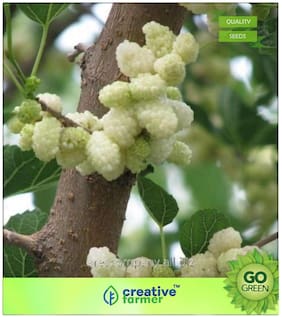 Fruit Seeds : White Mulberry Premium Kitchen Garden Plant Seeds