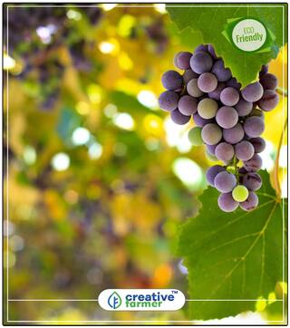 Fruit Seeds Green Grape Plant Seeds Mixed Fruit Seeds For Garden Kitchen Garden Perfect Home Garden Plant Seeds