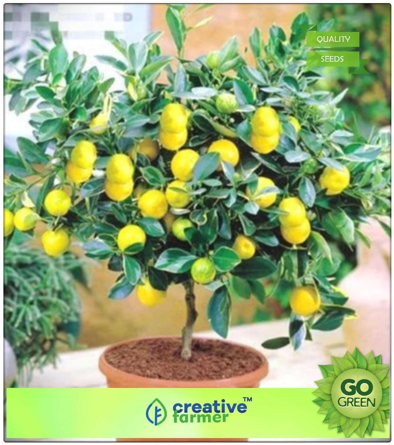 https://assetscdn1.paytm.com/images/catalog/product/H/HO/HOMFRUIT-SEEDS-CREA88747455F6C23/1563112304834_0..jpg