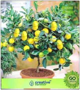 Fruit Seeds : Lemon Seeds For Pots Fruit Seeds Organic Bonsai Fruit Seeds Pack Premium Kitchen Garden Plant Seeds