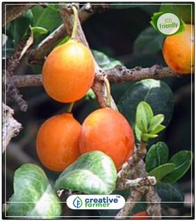 Fruit Seeds Indian Medlar Cherry Seeds For Home Perfect Home Garden Plant Seeds