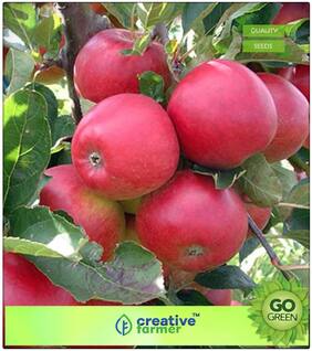 Fruit Seeds : Fruit Seeds Apple Tree Seeds Sweet Delicious Fruits Plant For Garden Premium Kitchen Garden Plant Seeds