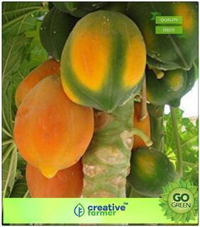 Fruit Seeds Papaya Dwarf Variety Orange Flesh