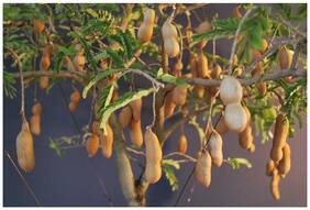 Fruit Seeds Sweet Tamarind Imli Fruit Seeds For Terrace Garden Bonsai Suitable Fruit Seeds Kitchen Garden Pack By Creative Farmer
