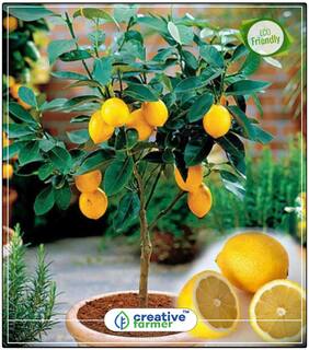 Fruit Seeds Gandharaj Lemon Plant Seeds Fruit Seeds Dwarf Perfect Home Garden Plant Seeds