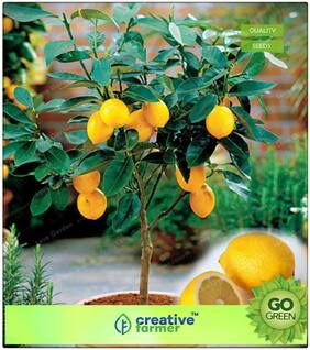 Fruit Seeds Lemon Seeds Fruit Seeds For Terrace Garden Premium Kitchen Garden Plant Seeds