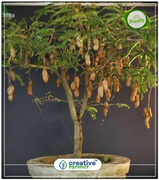 Fruit Seeds Tamarind Fruit Seeds Fruit Seeds Bonsai Plant Seeds Fruit Bonsai Seeds Perfect Home Garden Plant Seeds