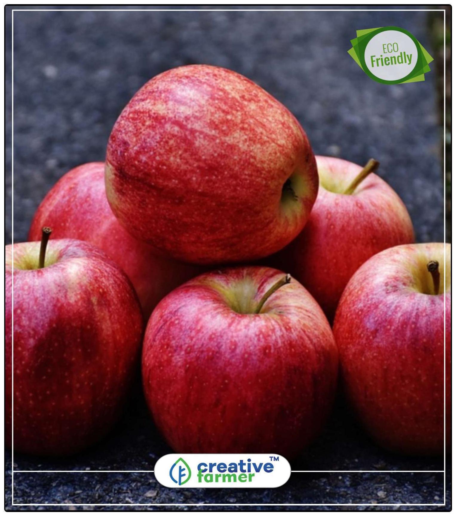 https://assetscdn1.paytm.com/images/catalog/product/H/HO/HOMFRUIT-SEEDS-CREA8874752EE4B47/1563036290601_0..jpg