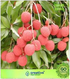 Fruit Seeds : Lychee Bonsai Succulent Type Plant Seeds Premium Kitchen Garden Plant Seeds