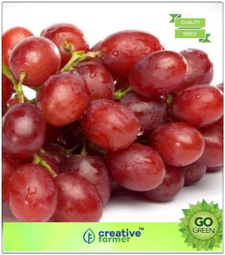 Fruit Seeds Red Grape Seeds Exotic Plant Fruit Seeds Kitchen Garden Premium Kitchen Garden Plant Seeds