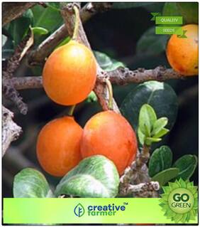 Fruit Seeds Bakul Seeds Fruits Premium Kitchen Garden Plant Seeds