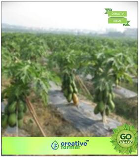 Fruit Seeds Fruit Seeds Organic Papaya Dwarf Garden Fruit Seeds Premium Kitchen Garden Plant Seeds