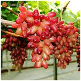 Fruit Seeds Golden Finger Green Sweet Grape Imported Rare Exotic Seeds Fruit Seeds For Garden Kitchen Garden Bonsai Suitable Fruit Seeds Pack By Creative Farmer