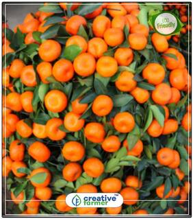 Fruit Seeds Orange Fruit Seed For Gardening Fruit Seeds Garden Pack Fruit Bonsai Seeds Perfect Home Garden Plant Seeds