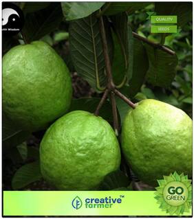 Fruit Seeds Thai Sweet Guava