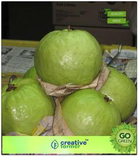 Fruit Seeds Gaint Gauva Seeds (1 kg Fruit) -Giant Thailand Fruit Seeds Premium Kitchen Garden Plant Seeds