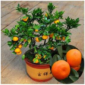 Fruit Seeds Orange Fruit Seed For Gardening Fruit Seeds Garden Pack By Creative Farmer