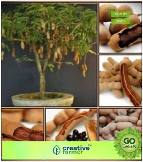 Fruit Seeds Fresh Thai Tamarind Fruit Seeds Sweet Indian Date Makam Fruit Seeds Non Hybrid Fruit Seeds Premium Kitchen Garden Plant Seeds