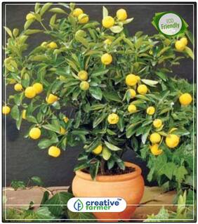 Fruit Seeds Lemon Dwaf Plant Fruit Seeds Mixed Perfect Home Garden Plant Seeds