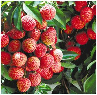 Fruit Seeds Lychee Litchi Seeds Sweet Delicious Bonsai Suitable Fruit Seed Succulent Exotic Seeds 5 Seeds