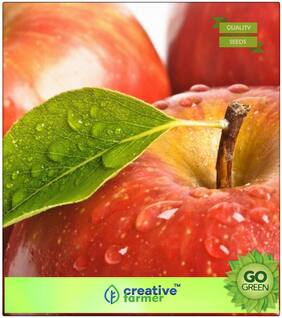 Fruit Seeds : Fruit Seeds Wild Apple For Rainy Season Premium Kitchen Garden Plant Seeds