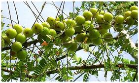 Fruit Seeds : Phyllanthus Emblica - Herb Seeds Home Garden Pack by Creative Farmer