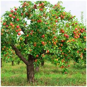 Fruit Seeds : Apple - Red / Orange Flush Seeds For Gardening Fruit Seeds Pack By Creative Farmer