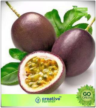 Fruit Seeds Organic Hybrid Quality Passion Fruit Seeds Fruit Plant Seeds For Garden Fruit Seeds Premium Kitchen Garden Plant Seeds
