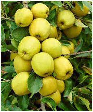 Fruit Seeds : Fruit Seeds To Plant Apple V1 Mix Fruit Garden Seeds Fruit Seeds Pack By Creative Farmer