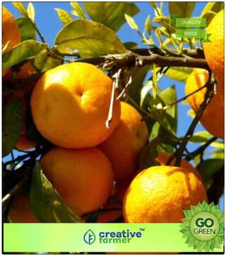 Fruit Seeds Dwarf Fruit Seeds - Orange Fruit Seeds Fruit Seeds For Planting Premium Kitchen Garden Plant Seeds
