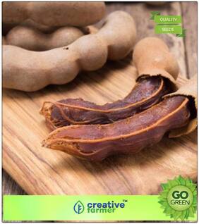Fruit Seeds Sweet Tamarind Imli Fruit Seeds For Terrace Garden Fruit Seeds Premium Kitchen Garden Plant Seeds