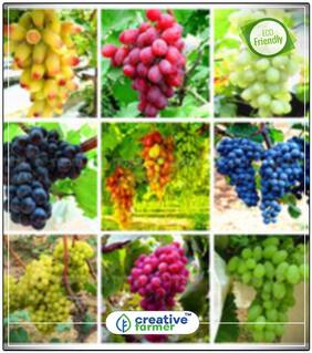 Fruit Seeds Sweet Manicure Finger Grapes Professional Seed Set Plant Seeds For All Seasons Kitchen Garden Perfect Home Garden Plant Seeds