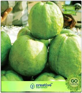 Fruit Seeds Giant Guava Fruit Dwarf Variety Fruit Plant Seeds For Garden Fruit Seeds Premium Kitchen Garden Plant Seeds